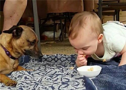 小宠物狗怎么吃东西的呢