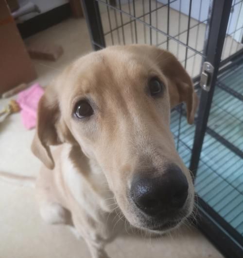 四个月的小狗需要吃多少狗粮(掌握宠物狗的饮食规律)