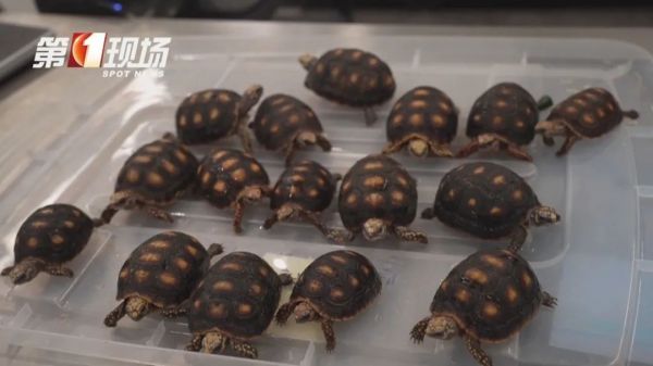 女子腰腹部异常鼓起!一查发现28只活的…