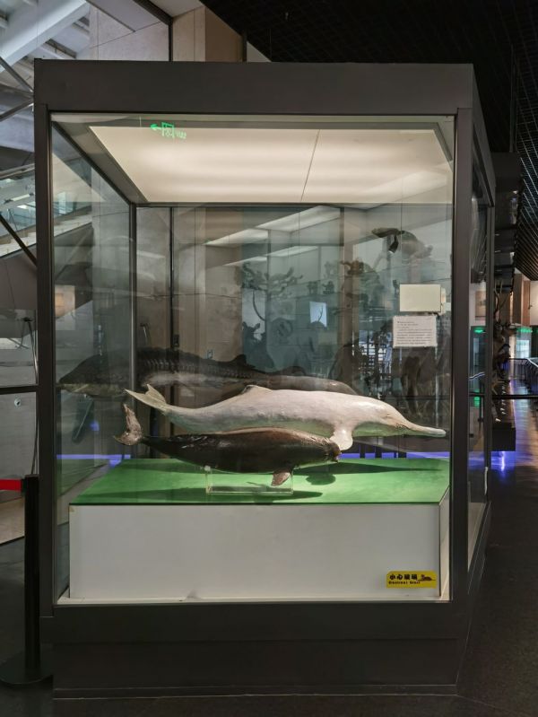 国家动物博物馆馆藏的白鱀豚标本和江豚标本。（图片由国家动物博物馆提供）