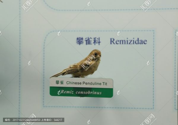 珍惜鸟类攀雀标本