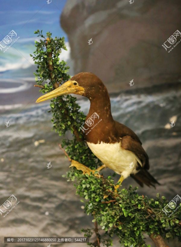 珍惜鸟类海鸟标本