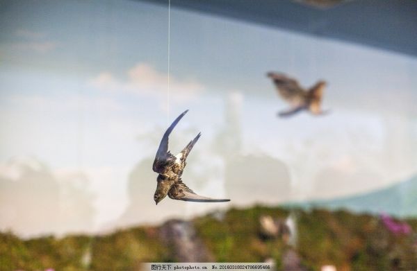 济州民俗博物馆鸟类标本