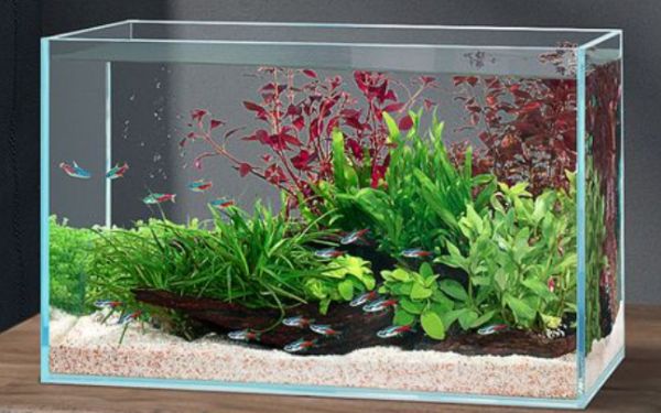 yee水族箱怎么样,yee鱼缸表现怎么样?