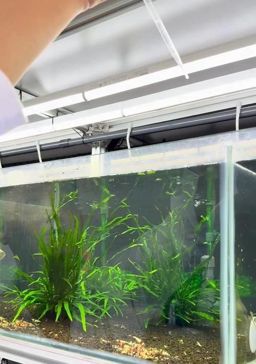 超小鱼缸适合养什么虾?如何选择合适的虾种?