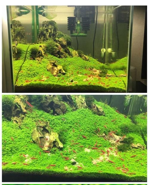 超小鱼缸适合养什么虾?如何选择合适的虾种?