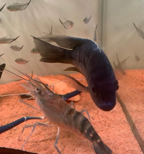 超小鱼缸适合养什么虾?如何选择合适的虾种?