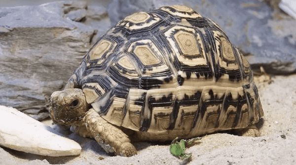 新鲜出炉的豹斑象龟挑选攻略~速戳!