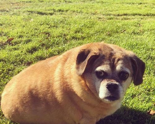 宠物肥胖症的危害与预防(宠物健康饮食的重要性)