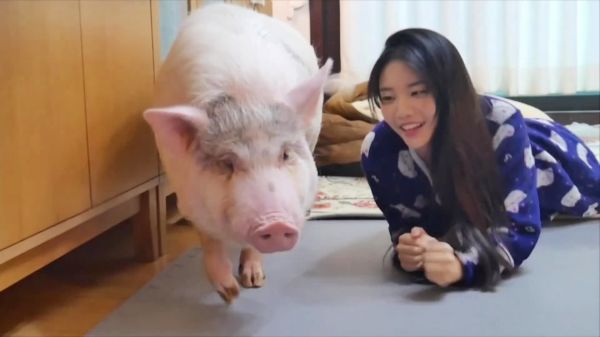 美女养猪很特别,近200近的猪是养在自己房间里,还得每天陪它玩