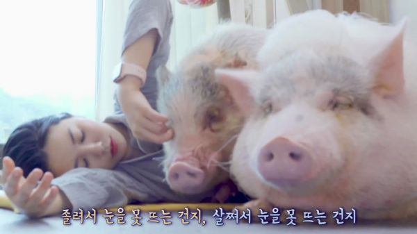 美女休息在家陪猪猪玩,你们把猪当食物当金钱,妹妹把猪猪当家人