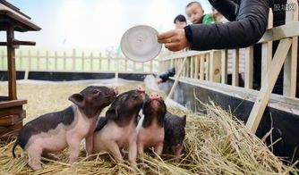 【宠物市场】猪宠物多少钱一只国内市场价格分析养殖技巧分享