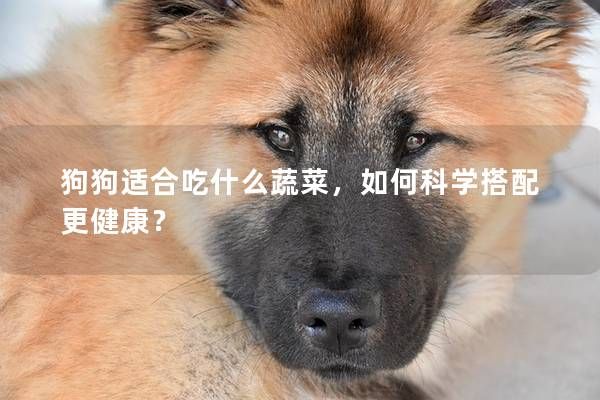 狗狗适合吃什么蔬菜,如何科学搭配更健康?