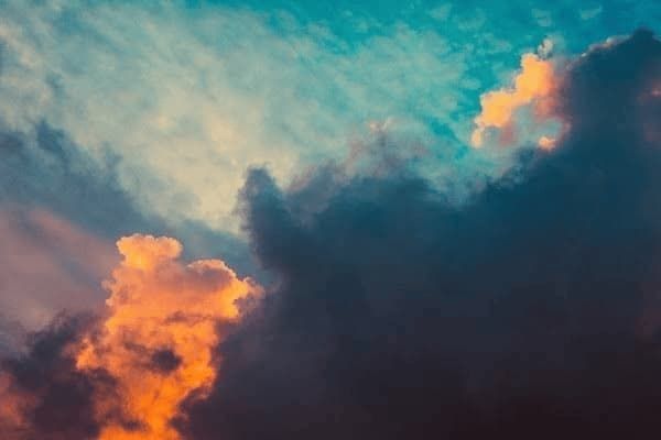 小型犬吃的蔬菜是什么品种,小型犬吃的蔬菜是什么品种的