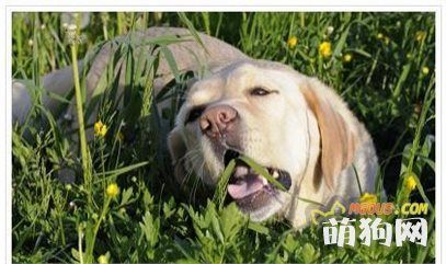 狗狗喜欢吃什么蔬菜?蔬菜对狗狗有什么营养好处?