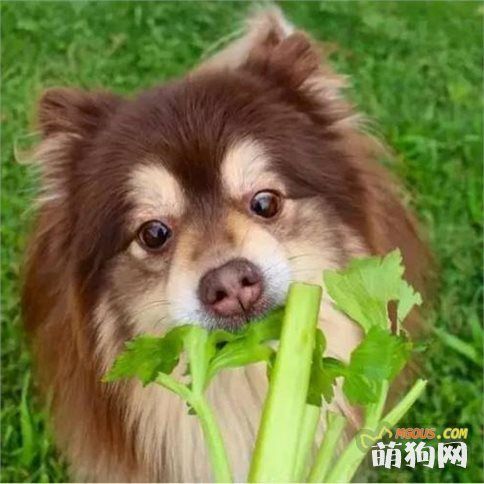 狗狗喜欢吃什么蔬菜?蔬菜对狗狗有什么营养好处?
