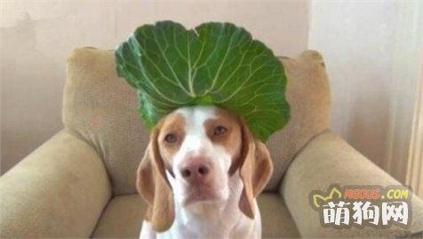 狗狗喜欢吃什么蔬菜?蔬菜对狗狗有什么营养好处?