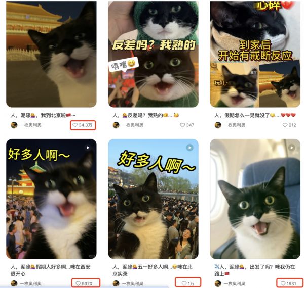 爆火AI萌宠短视频教程,用AI生成猫咪旅游短视频玩法全拆解