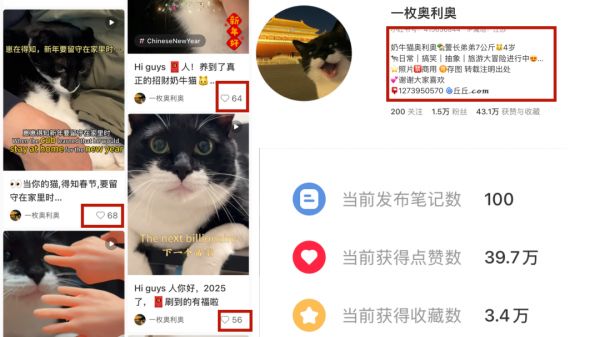 爆火AI萌宠短视频教程,用AI生成猫咪旅游短视频玩法全拆解