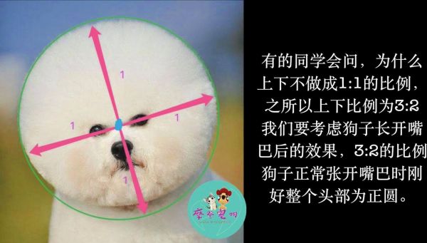 宠物美容,比熊造型修剪视频教程.