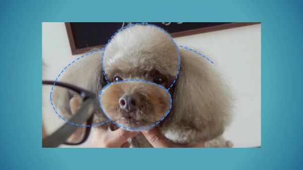 泰迪8字头,美容视频教程,造型修剪视频.