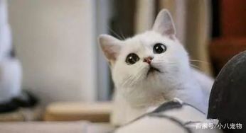 宠物猫怎么给喂鱼