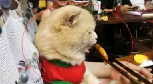 喂宠物猫吃鱼怎么喂