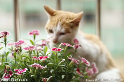 宠物猫怎么喂生鱼