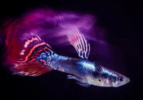 孔雀鱼幼体出生后多久喂食?新手必看