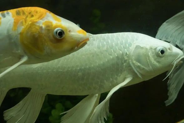 孔雀鱼幼体出生后多久喂食?新手必看