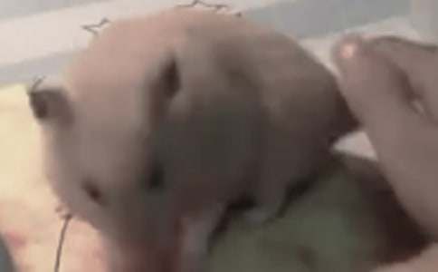 介绍仓鼠的作文【共5篇】