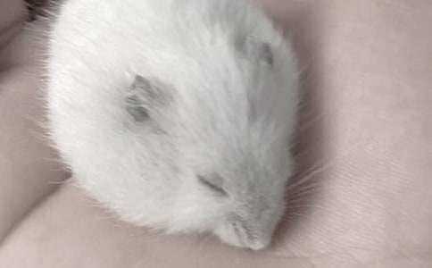 布丁仓鼠的简介-布丁仓鼠的价格