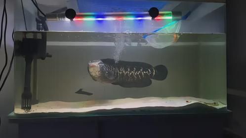 国产猛鱼蟒纹雷龙换15米大缸大缸落地的那一刻太棒了