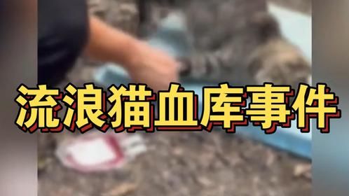 我的天呐!把流浪猫当血包救宠物猫的命,动物血库背后是令人震惊的残酷