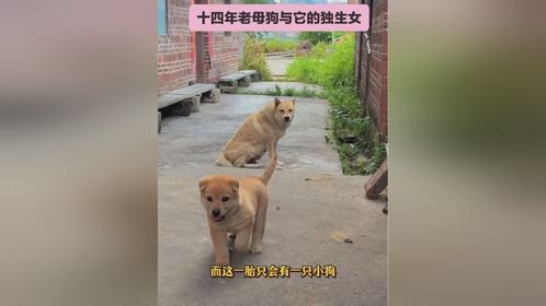 小狗的聪慧背后:都是母亲的默默教导!