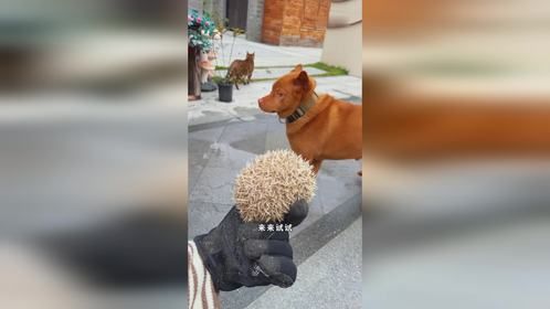 小脆也到院子里和猫猫们一起生活啦!