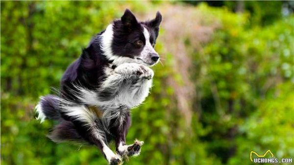 边境牧羊犬,你真的了解吗?
