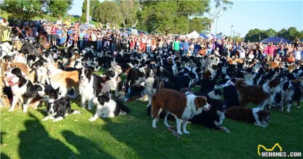 边境牧羊犬,你真的了解吗?