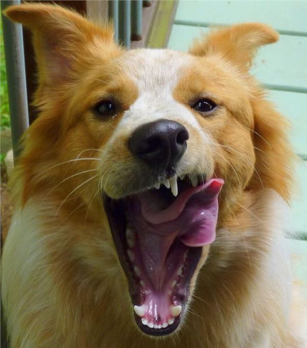 边境牧羊犬,你真的了解吗?