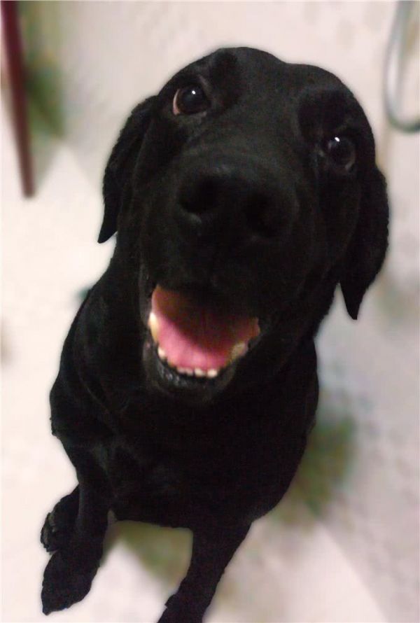 边境牧羊犬,你真的了解吗?