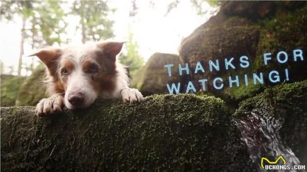 边境牧羊犬,你真的了解吗?