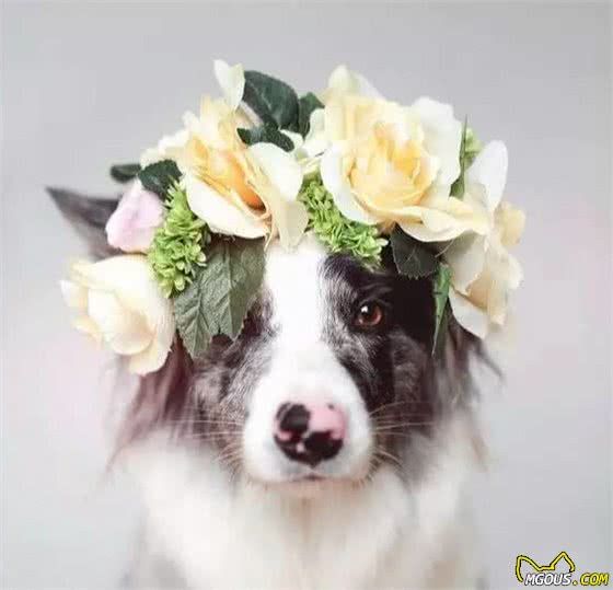 边牧犬难养?学好下面几点,教你如何养一只成精的边境牧羊犬!