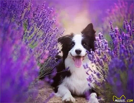 边牧犬难养?学好下面几点,教你如何养一只成精的边境牧羊犬!