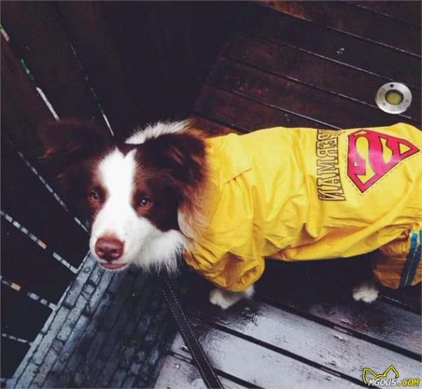 边牧犬难养?学好下面几点,教你如何养一只成精的边境牧羊犬!