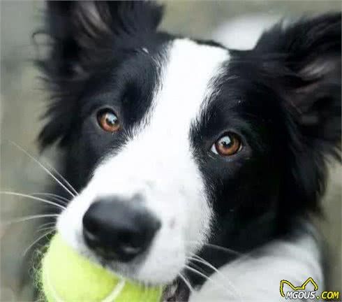 边牧犬难养?学好下面几点,教你如何养一只成精的边境牧羊犬!