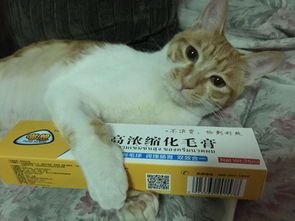 猫咪健康饮食指南:科学煮食,关爱宠物。