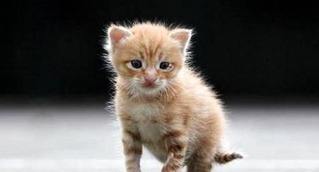 2个月小猫咪的饮食指南(养护小猫咪的健康)