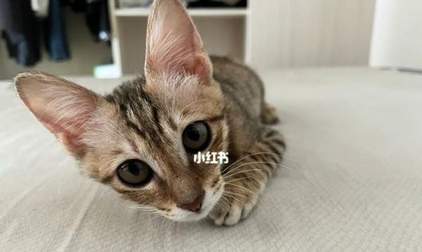 2个月小猫咪的饮食指南(养护小猫咪的健康)