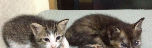 小猫咪断奶后的饮食指南(如何为刚断奶的小猫咪提供健康的饮食)