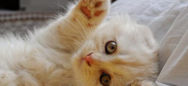 小猫咪断奶后的饮食指南(如何为刚断奶的小猫咪提供健康的饮食)